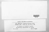 Belonium sulphureotinctum image